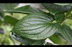 三白草-葉正05.jpg