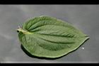 三白草-葉正06.jpg