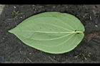 三白草-葉背03.jpg