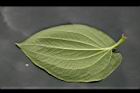 三白草-葉背04.jpg