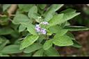 三葉埔姜-花07.jpg