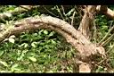 三葉埔姜-莖5.jpg