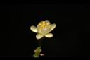 三葉山香圓-花03.JPG