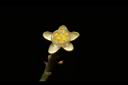 三葉山香圓-花04.JPG