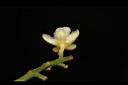 三葉山香圓-花07.JPG