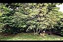 三葉山香圓01.jpg