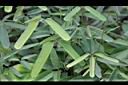 三葉木通-葉01.JPG