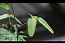 三葉木通-葉05.JPG