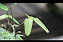 三葉木通-葉06.JPG