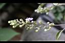 三葉蔓荊-實03.jpg