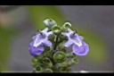 三葉蔓荊-花02.jpg