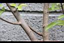 三葉蔓荊-莖.jpg
