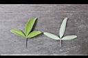 三葉蔓荊-葉0.jpg