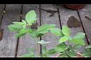 三葉蔓荊-葉04.jpg