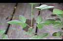 三葉蔓荊-葉11.jpg