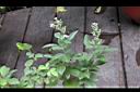 三葉蔓荊06.jpg