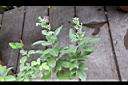 三葉蔓荊08.jpg