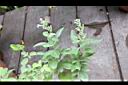 三葉蔓荊09.jpg