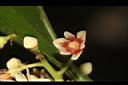 三蕊楠-花00.JPG