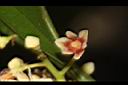 三蕊楠-花01.JPG