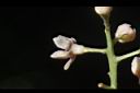 三蕊楠-花背02.JPG