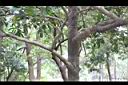 三蕊楠-莖00.JPG