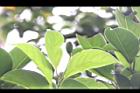 三蕊楠-實00.JPG