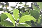 三蕊楠-實01.JPG