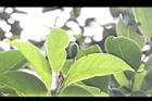 三蕊楠-實02.JPG