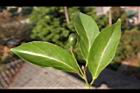 三蕊楠-實04.JPG