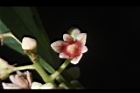 三蕊楠-花02.JPG