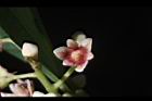 三蕊楠-花03.JPG