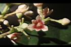 三蕊楠-花04.JPG
