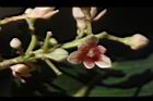 三蕊楠-花05.JPG