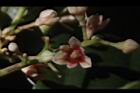 三蕊楠-花06.JPG