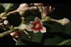 三蕊楠-花07.JPG