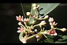 三蕊楠-花序00.JPG