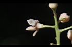 三蕊楠-花背00.JPG