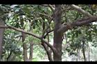三蕊楠-莖01.JPG