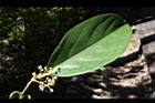 三蕊楠-葉正01.JPG