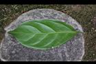 三蕊楠-葉背04.JPG