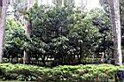 三蕊楠01.JPG