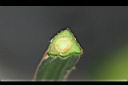 三角柱-莖-橫斷1.jpg