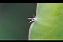 三角柱-針刺1.jpg