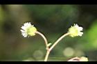 下田菊-花序16.JPG