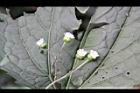 下田菊-花序2.JPG