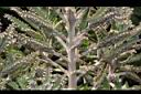 不死鳥-葉序00.JPG