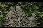 不死鳥11.JPG