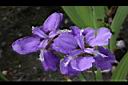 中國鳶尾-花04.jpg
