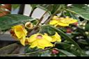 中東金花茶-花00.JPG
